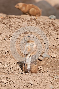 Prairie Dog (Cynomys ludovicianus) Stands