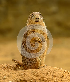 Prairie dog Cynomys ludovicianus on the watch looking grumpy