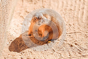 Prairie dog Cynomys sitting in the sun