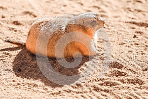 Prairie dog Cynomys sitting in the sun