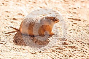 Prairie dog Cynomys sitting in the sun