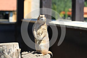 Prairie dog photo