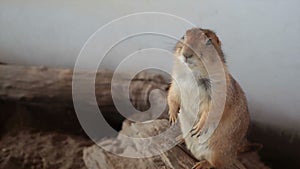 Prairie dog or Cynomys, stands closeup