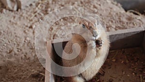 Prairie dog or Cynomys, stands and eatting food closeup