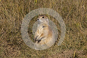 Prairie Dog at Devils Tower National Monument, Wyoming