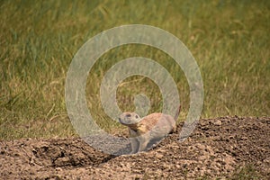 Prairie Dog Digging a Burrow on a Prairie