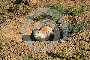 Prairie Dog Digging a Hole on the Prairie