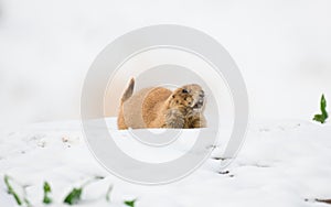 Prairie dog in early spring