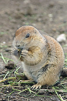 Prairie dog eating