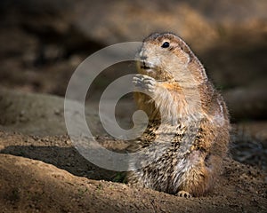 Prairie Dog Eating