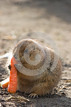 Prairie dog eating carrot