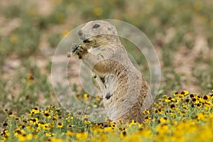 Prairie Dog Eating Flower