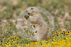 Prairie Dog Eating Flower photo