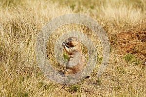 Prairie Dog eating grass