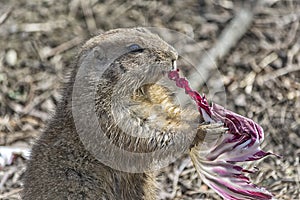 Prairie dog eating a salad