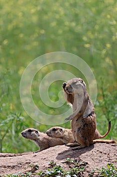 Prairie dog face palm