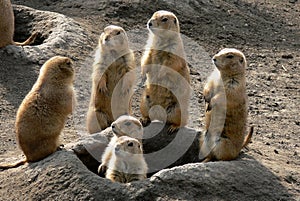 Prairie dog family are in alert for potential predators