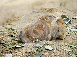 Prairie dog family