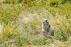 Prairie Dog in a field of green grass