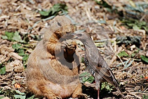 Prairie dog and friend