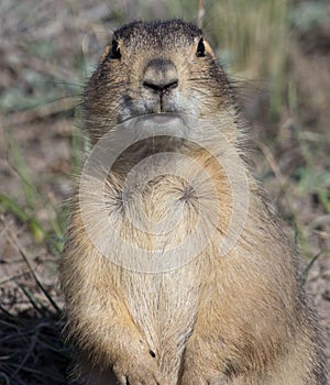 Prairie Dog Full Frontal