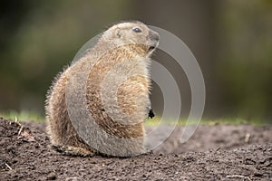 Prairie dog, genus Cynomys.