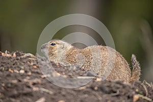 Prairie dog, genus Cynomys.