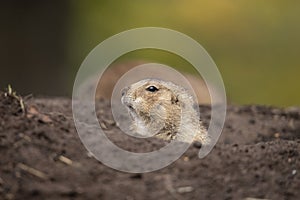 Prairie dog, genus Cynomys.