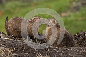 Prairie dog, genus Cynomys.