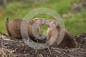 Prairie dog, genus Cynomys.