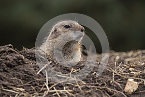 Prairie dog, genus Cynomys.