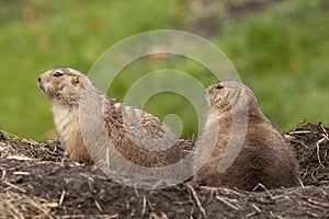 Prairie dog, genus Cynomys.