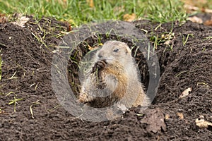 Prairie dog, genus Cynomys.