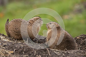 Prairie dog, genus Cynomys.