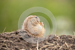 Prairie dog, genus Cynomys.