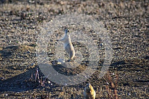 Prairie Dog genus Cynomys ludovicianus Black-Tailed in the wild, herbivorous burrowing rodent, in the shortgrass prairie ecosyst