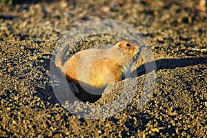 Prairie Dog genus Cynomys ludovicianus Black-Tailed in the wild, herbivorous burrowing rodent, in the shortgrass prairie ecosyst