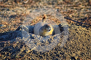 Prairie Dog genus Cynomys ludovicianus Black-Tailed in the wild, herbivorous burrowing rodent, in the shortgrass prairie ecosyst