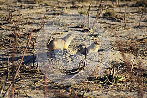 Prairie Dog genus Cynomys ludovicianus Black-Tailed in the wild, herbivorous burrowing rodent, in the shortgrass prairie ecosyst