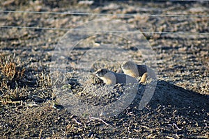 Prairie Dog genus Cynomys ludovicianus Black-Tailed in the wild, herbivorous burrowing rodent, in the shortgrass prairie ecosyst