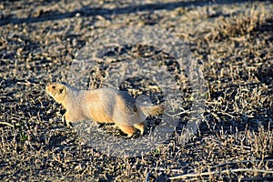 Prairie Dog genus Cynomys ludovicianus Black-Tailed in the wild, herbivorous burrowing rodent, in the shortgrass prairie ecosyst