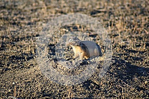 Prairie Dog genus Cynomys ludovicianus Black-Tailed in the wild, herbivorous burrowing rodent, in the shortgrass prairie ecosyst