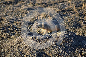 Prairie Dog genus Cynomys ludovicianus Black-Tailed in the wild, herbivorous burrowing rodent, in the shortgrass prairie ecosyst