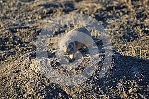 Prairie Dog genus Cynomys ludovicianus Black-Tailed in the wild, herbivorous burrowing rodent, in the shortgrass prairie ecosyst