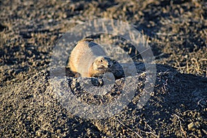 Prairie Dog genus Cynomys ludovicianus Black-Tailed in the wild, herbivorous burrowing rodent, in the shortgrass prairie ecosyst