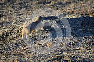 Prairie Dog genus Cynomys ludovicianus Black-Tailed in the wild, herbivorous burrowing rodent, in the shortgrass prairie ecosyst