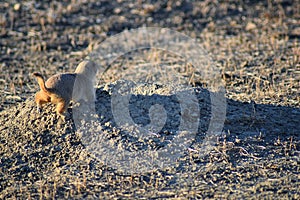 Prairie Dog genus Cynomys ludovicianus Black-Tailed in the wild, herbivorous burrowing rodent, in the shortgrass prairie ecosyst