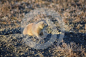 Prairie Dog genus Cynomys ludovicianus Black-Tailed in the wild, herbivorous burrowing rodent, in the shortgrass prairie ecosyst