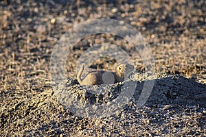 Prairie Dog genus Cynomys ludovicianus Black-Tailed in the wild, herbivorous burrowing rodent, in the shortgrass prairie ecosyst