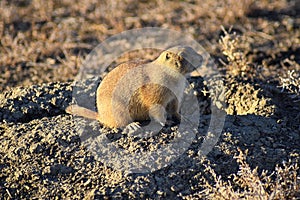 Prairie Dog genus Cynomys ludovicianus Black-Tailed in the wild, herbivorous burrowing rodent, in the shortgrass prairie ecosyst